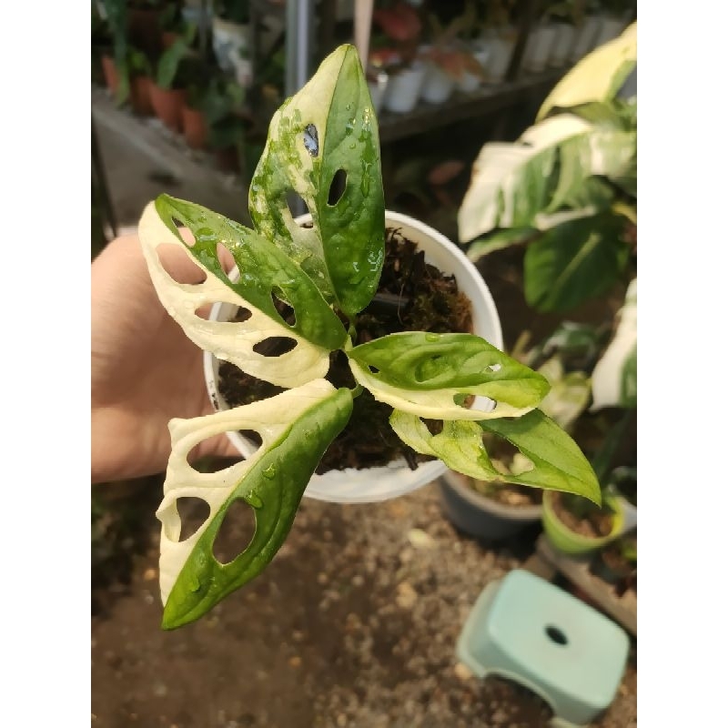 janbol acuminata import japan