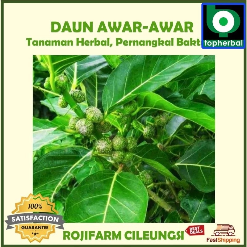 

Daun Awar-Awar Fresh/Segar Baru Petik 1000 Gram