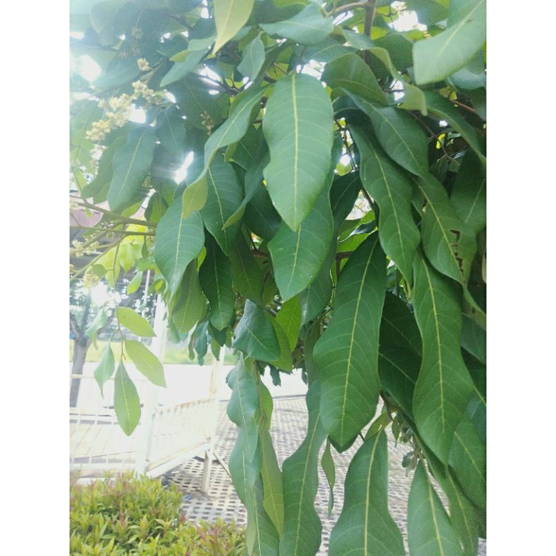 

Daun Kelengkeng Segar Alami