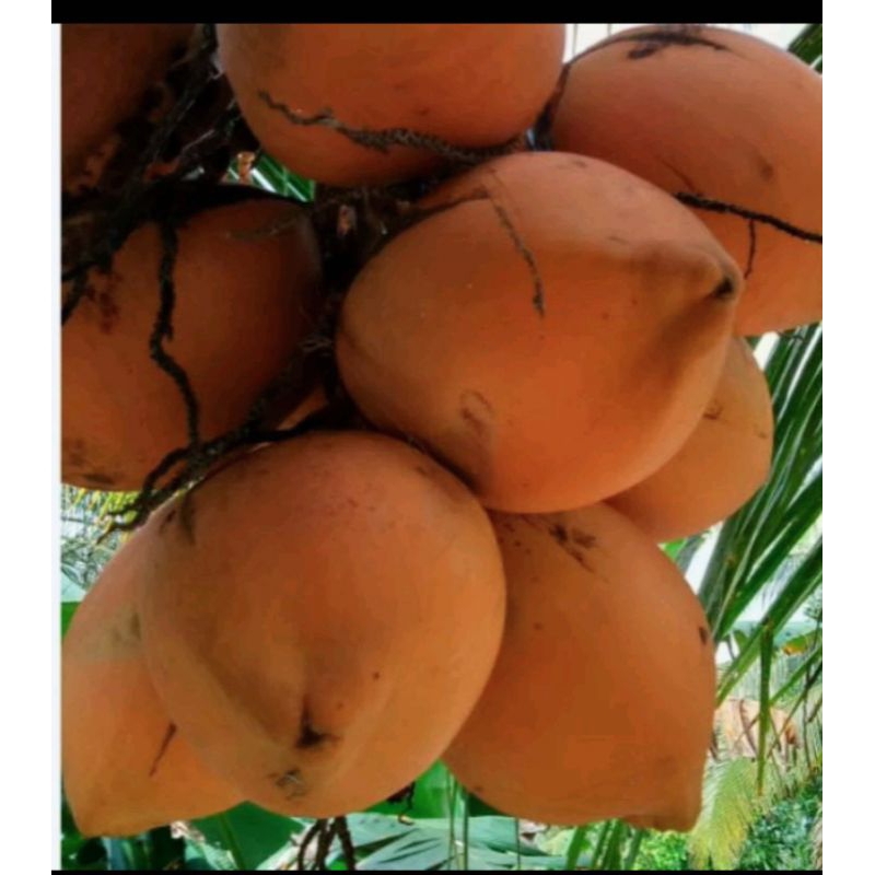 

KELAPA MUDA GADING ORIGINAL MANIS DI KUPAS