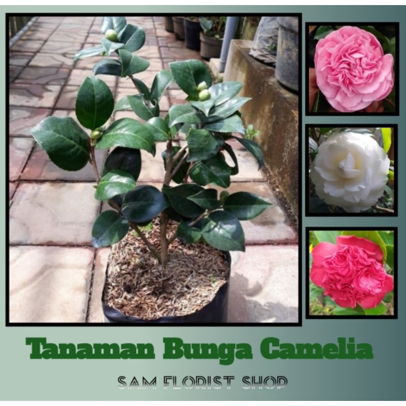 Tanaman Hidup Bunga Camelia Tumpuk - Bunga Hias Camelia