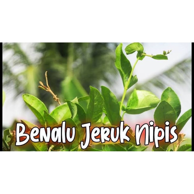 

Benalu Jeruk Nipis Langka Segar 250gr Obat Herbal