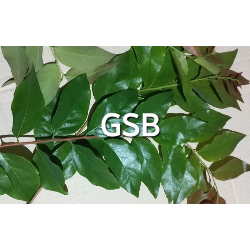 

Jual daun ceremai segar 1 kg