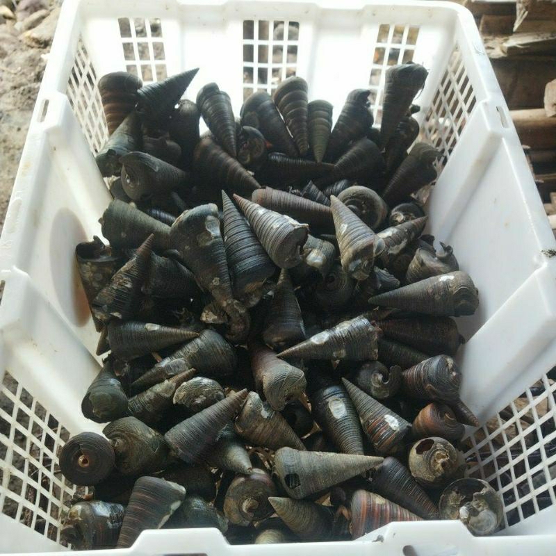 KUALITAS TERBAIK UMPAN PANCING    UMPAN GALATAMA LELE  (SEPESIAL INDUK) KELOMANG KERUCUT /KEONG LAUT