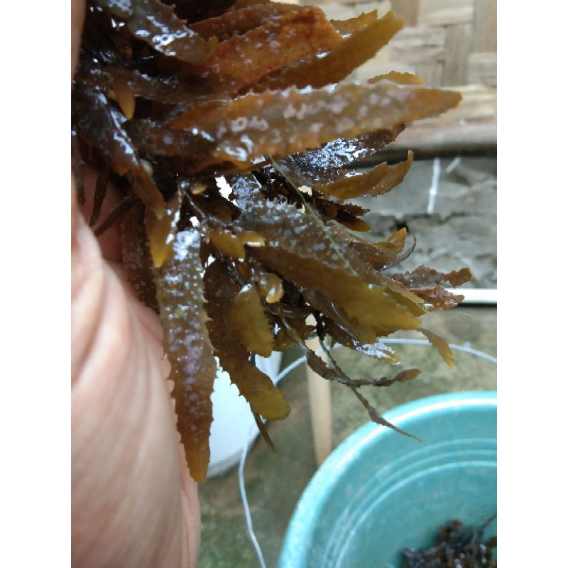 

Rumput Laut Sargassum Binderi | 1 Kg | Basah