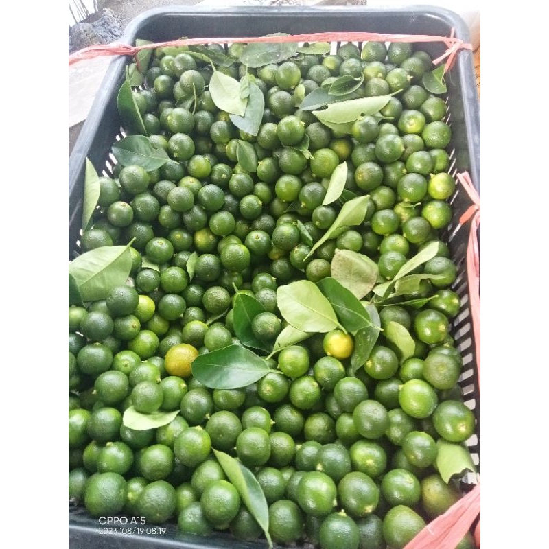 

Lemon Cui, Sonkit, kalamansi/Kasturi Palu