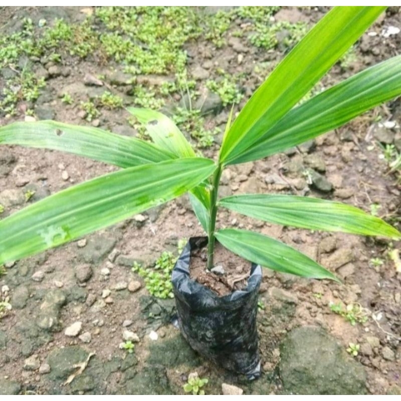

jual bibit tanaman jahe merah herbal perpohon