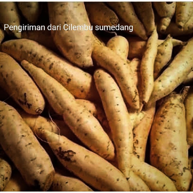 

ubi Cilembu asli 5 kg