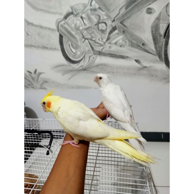 falk parkit australia