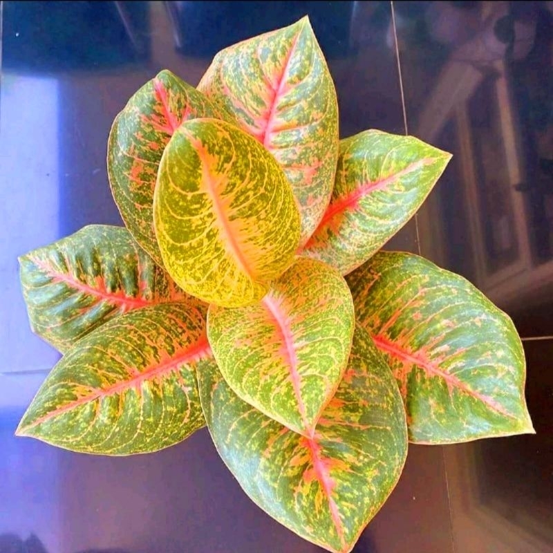 Tanaman Hias Aglaonema Harley Queen jumbo / Tanaman hias aglonema cantik/ tanaman hias hidup - bunga