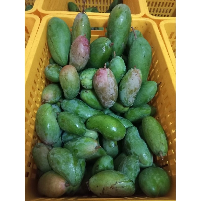 

buah mangga kiojay 1kg