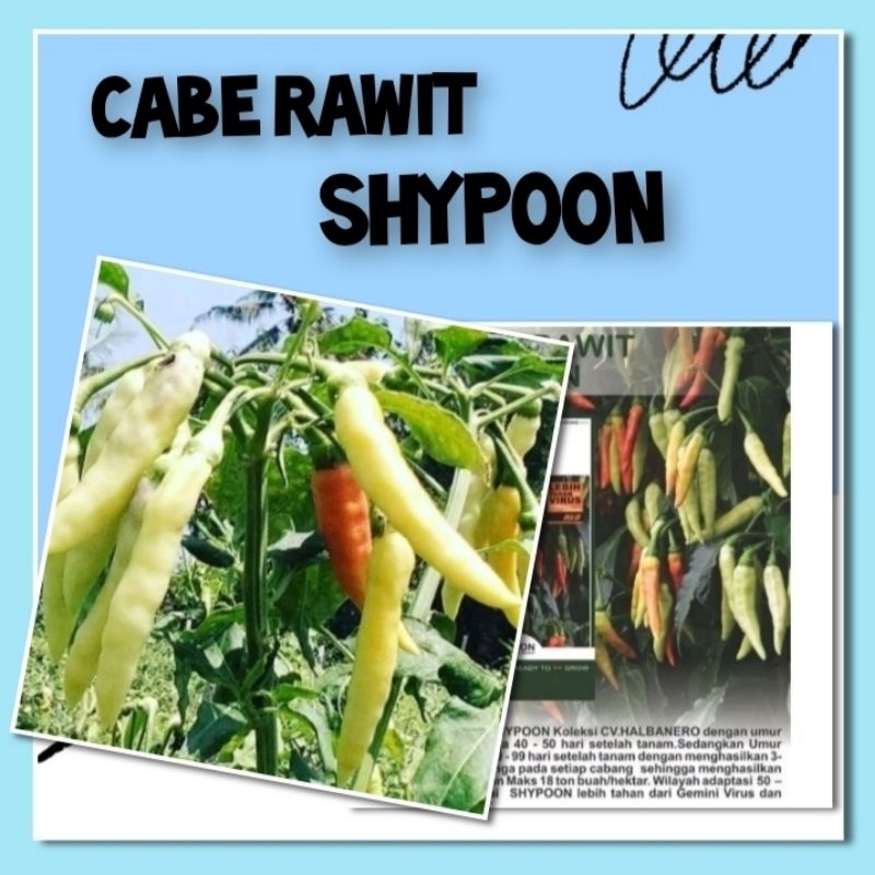 10 Benih Cabe Rawit Shypoon F1 Hibrida Bibit Tanaman Sayuran Buah Halbanero