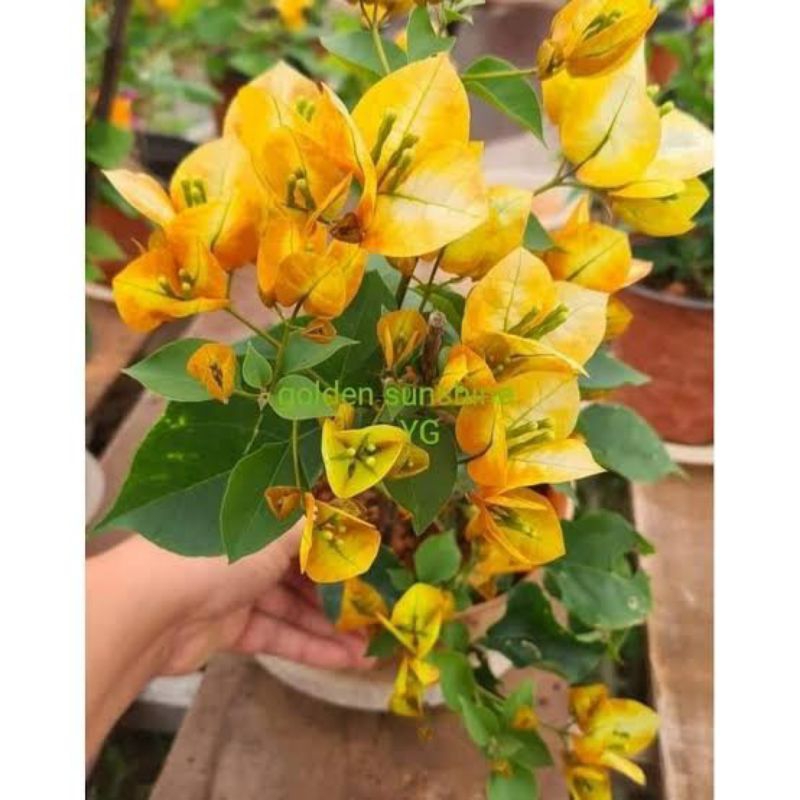 Stek Bougenville import Golden Sunshine (perbatang)