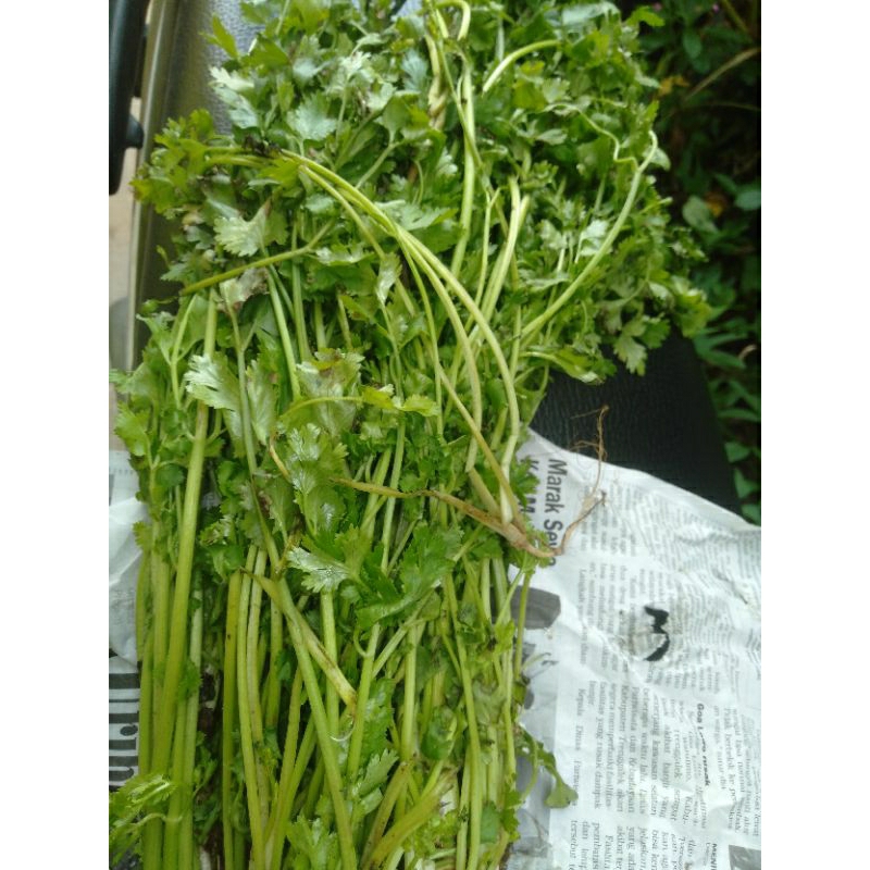 

SAYUR DAUN KETUMBAR