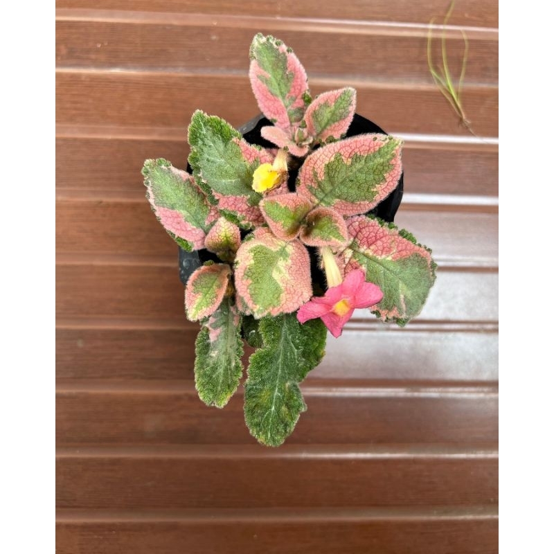 Tanaman Hias Episcia Picasso pikasso / eviscia cleopatra varigata / episcia pikaso
