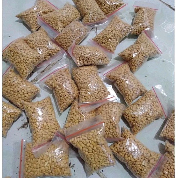 biji bonsai kawista batu siap semai isi 1000 biji