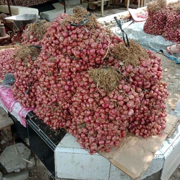 

Bawang merah batu bawang lokal bukan bawang brebes