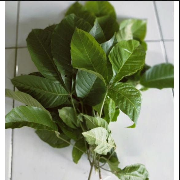 

Daun Kisampang Segar/ Daun Kisampang Obat Herbal Kanker Rahim