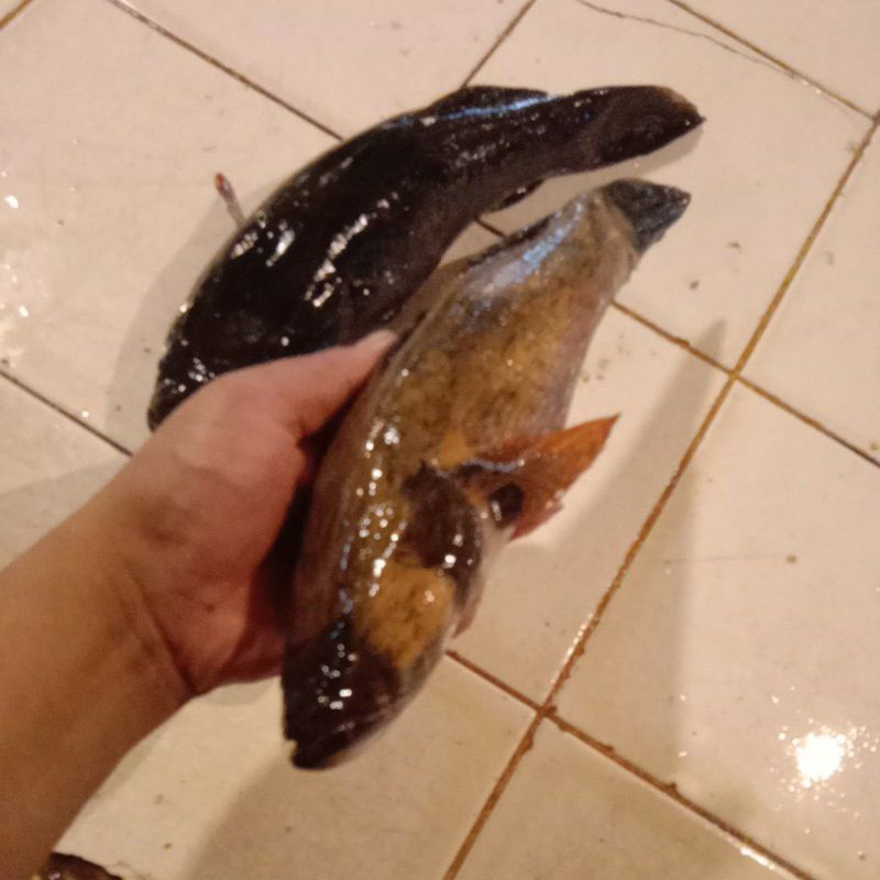 ikan gabus malas segar