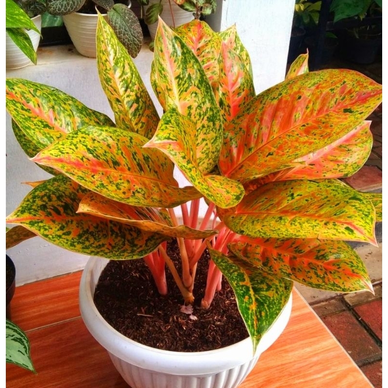Mahasety Aglonema Mahasety Merah Mutasi Tanaman Hias Aglonema Aglaonema Mahasety  Merah Mutasi Merah