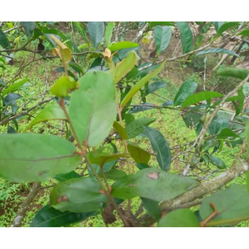 

Benalu teh segar ori 500 gram petik langsung-az