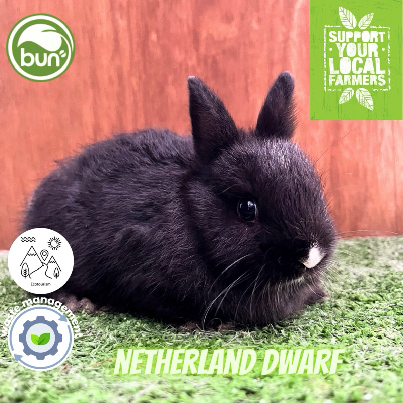 Netherland Dwarf mini kelinci hitam hidung putih anakan