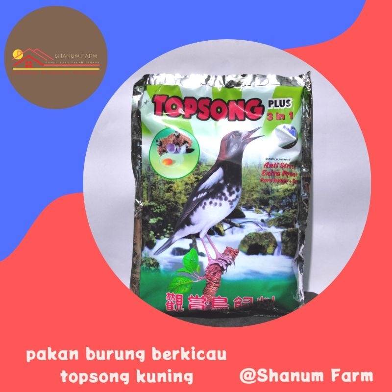 Voer burung topsong kuning pakan harian Burung Berkicau