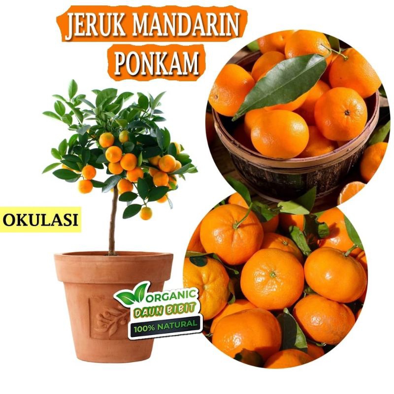 

Jeruk Mandarin Ponkam Asli Kondisi berbuah