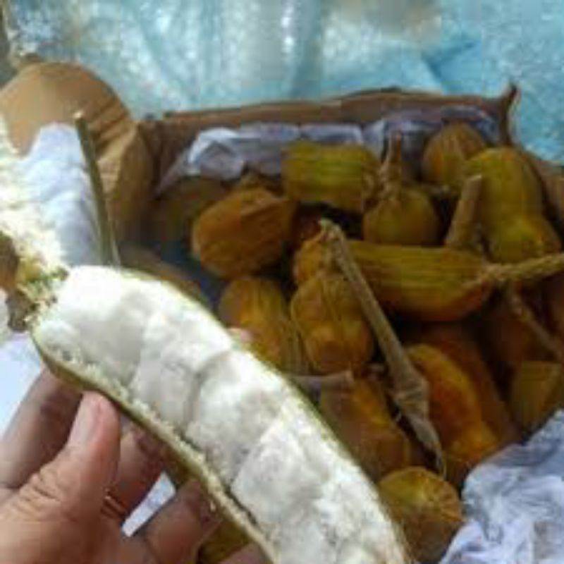 

BISA COD!! Buah salju petikan kebun sendiri