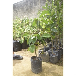 MURAH BIBIT NANGKA/BIBIT BUAH NANGKA/BIBIT BUAH NANGKA BERKUALITAS