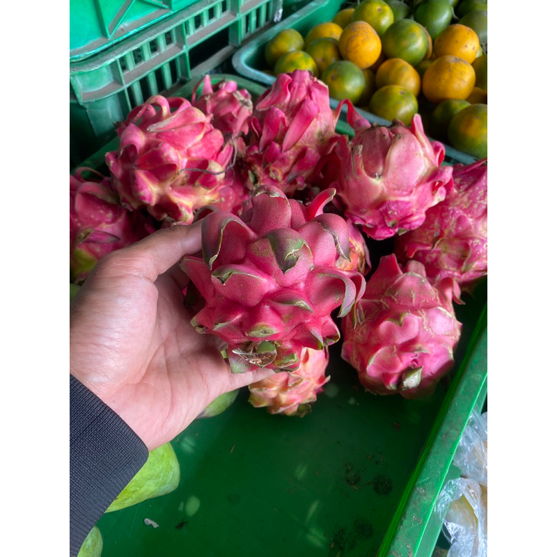 

Buah Naga Merah Fresh 1kg