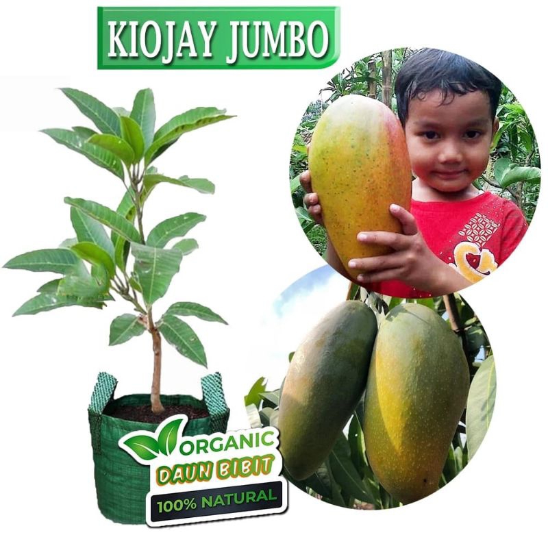 Bibit Mangga Kiojay Tahiland Super Jumbo okulasi