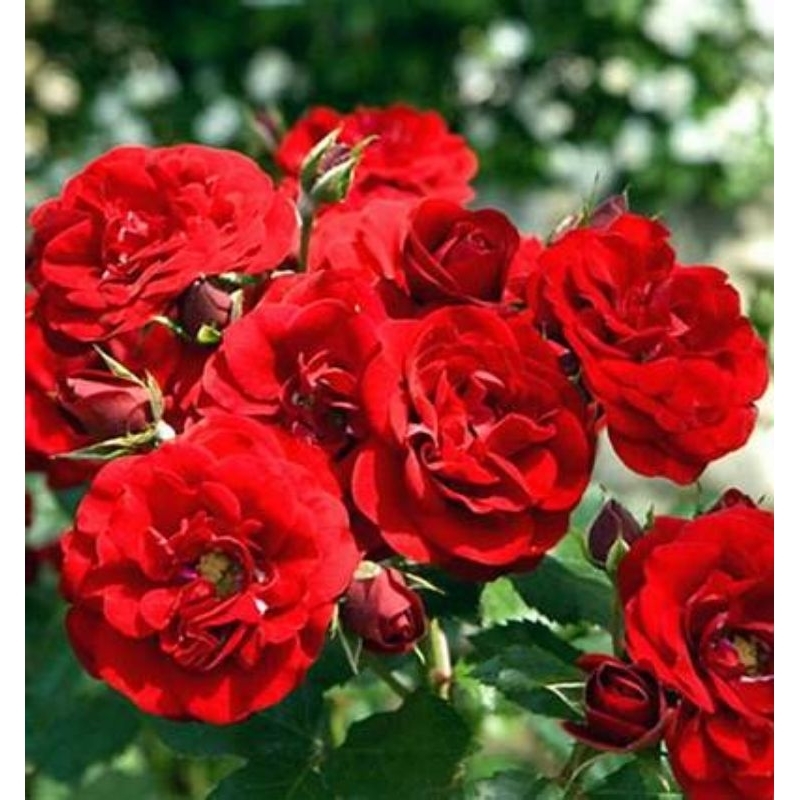 bunga mawar hias bukcet pernikahan pemakaman