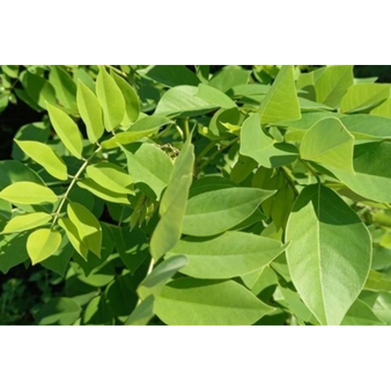 

Daun gamal/reside 1kg segar