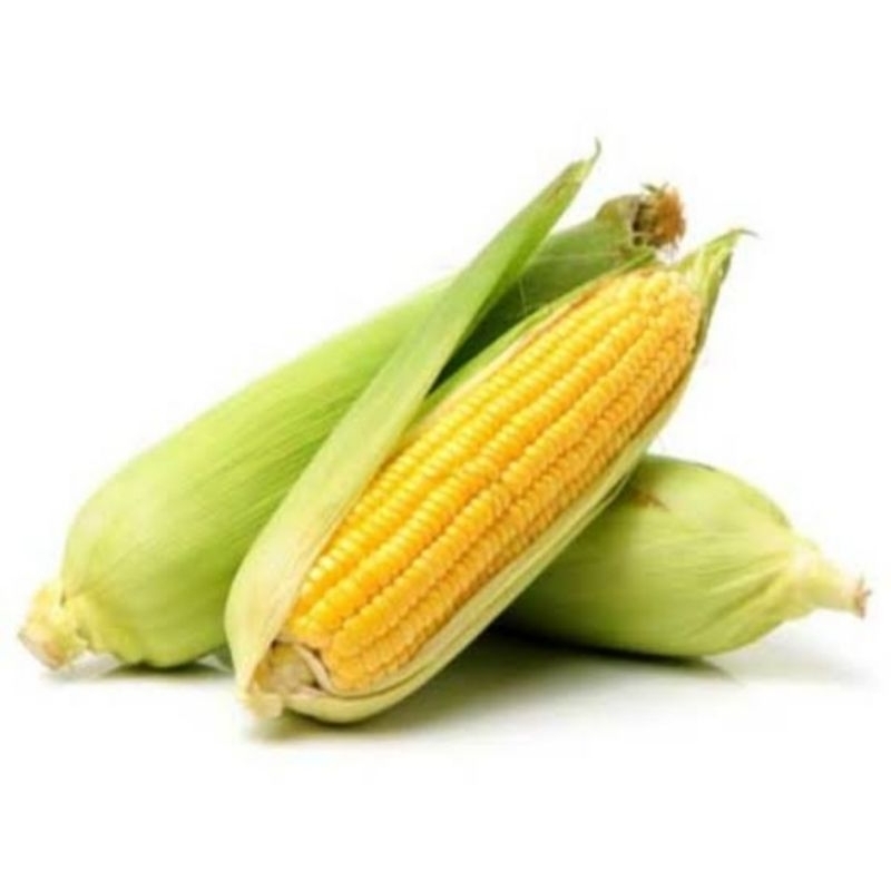100biji bibit jagung manis super bibit jagung siap tanam bibit jagung mudah tumbuh