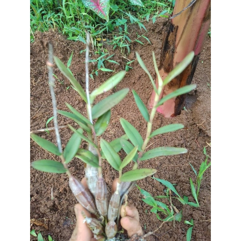 BIBIT ANGGREK MERPATI / ANGGREK MERPATI / BIBIT ANGGREK