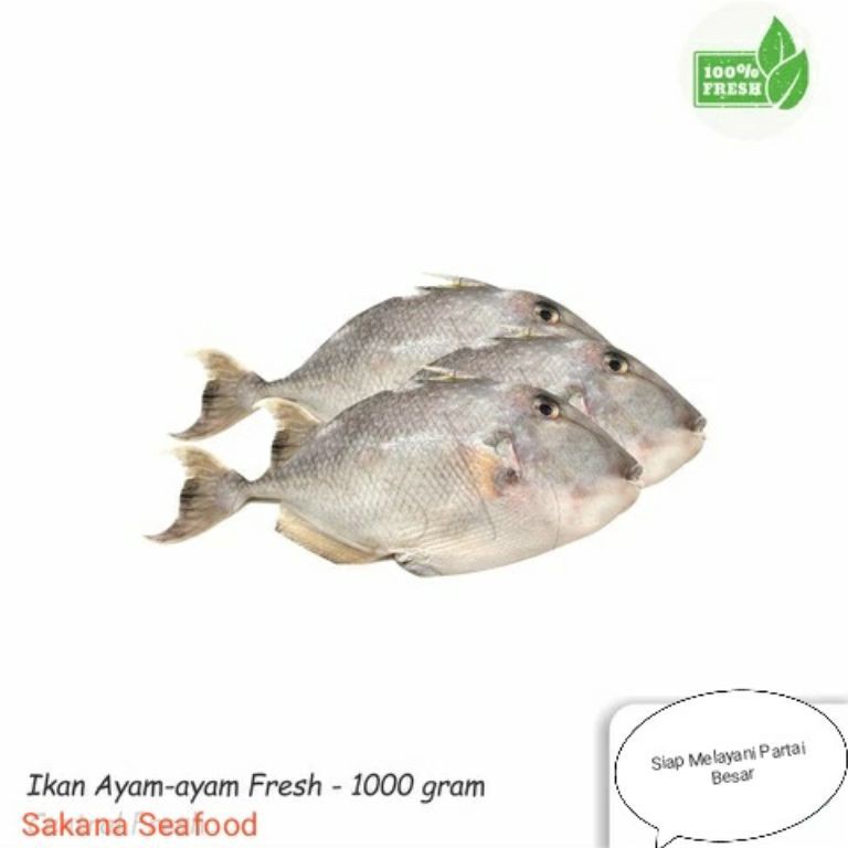 

BEST SELLER Ikan AyamAyam Fresh 1Kg