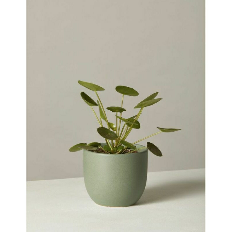 pilea