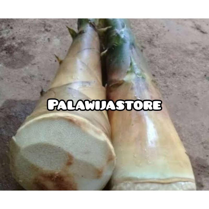 

Rebung bambu kuning 500 gram segar original