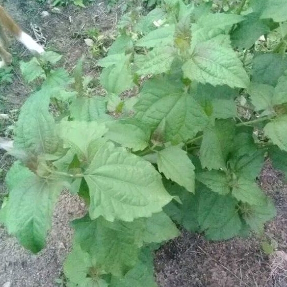 

daun kirinyuh 200lembar segar berkualitas