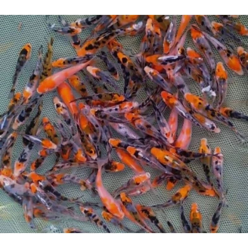 IKAN KOI/IKAN MAS BLASTER