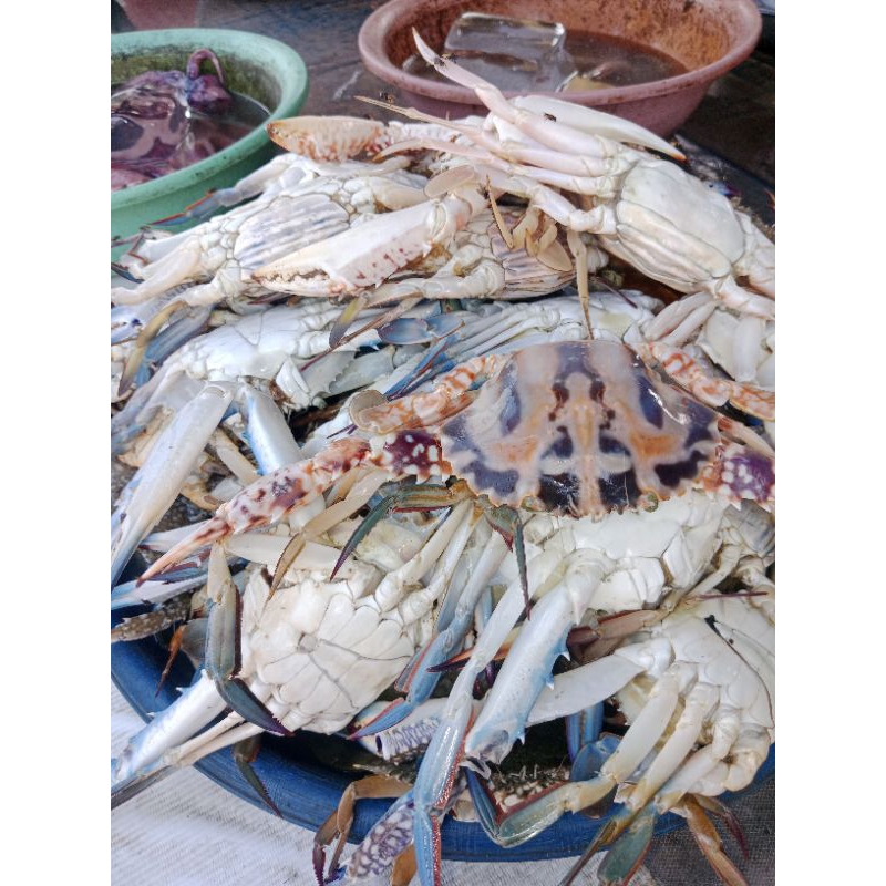 

RAJUNGAN SIZE BESAR FRESH 1KG