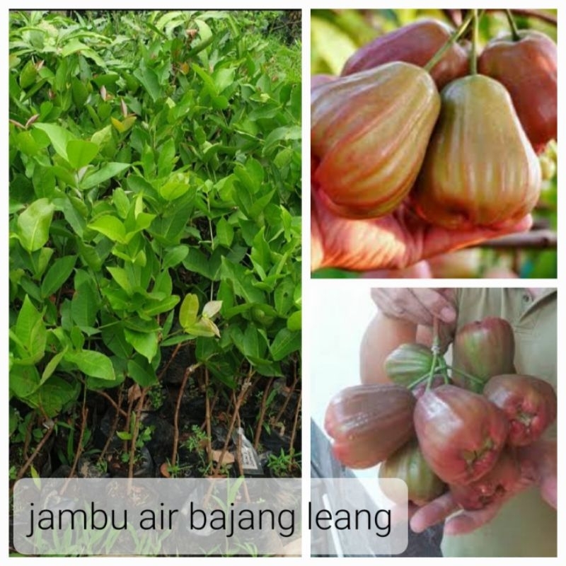 

bibit jambu air