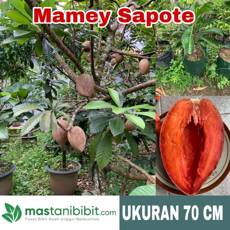 Bibit Mamey Sapote