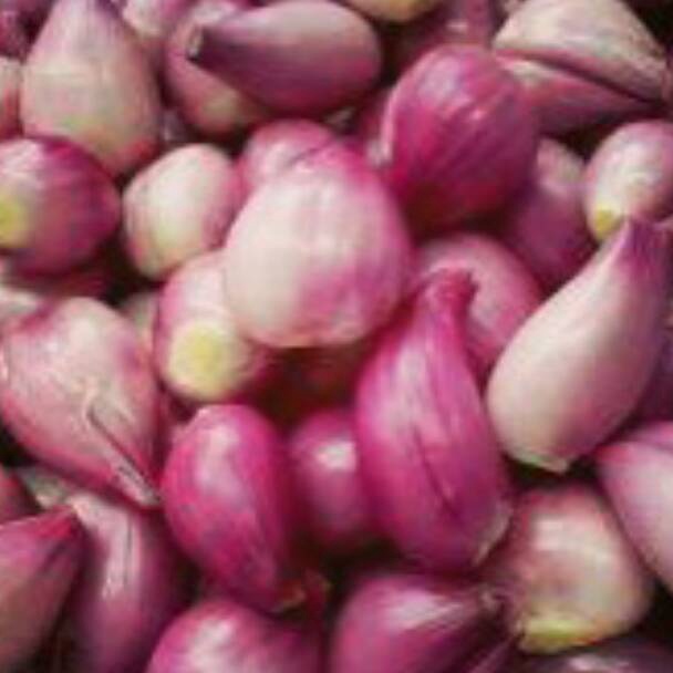 

VVSC4953 C6369 Bawang Merah Kecil Kupas 5 gr