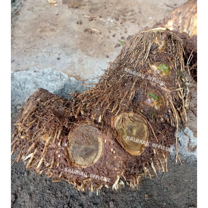 Bibit Bambu Kuning / Bonggol Bambu Kuning Besar Bisa Untuk Bonsai