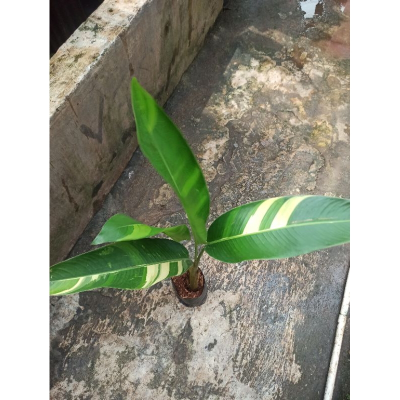 Tanaman pisang pisangan varigata