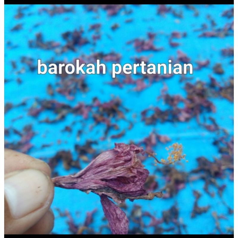 bunga kembang sepatu kering