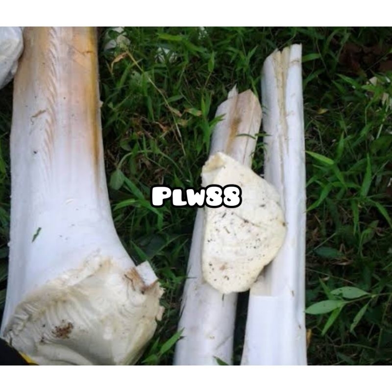 

Umbut aren segar sayur umbut aren 500 gram