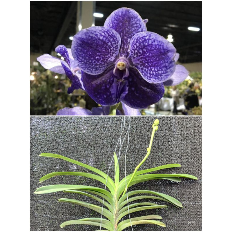 Anggrek Vanda kondisi spike Id Random